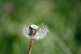 蒲公英,性質(zhì),關(guān)閉