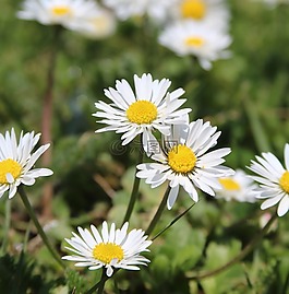 雛菊,花,草