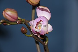 蘭花,芽,紫