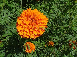 花,萬(wàn)壽菊,橙色