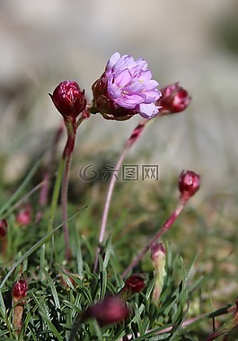 花,野生花卉,海邊