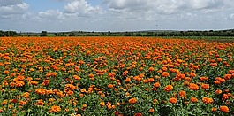 花,萬(wàn)壽菊,橙色