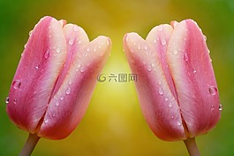 郁金香,鮮花,粉紅色