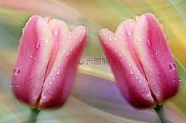 郁金香,鮮花,粉紅色