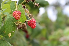 馬里納,維生素,美味的食譜