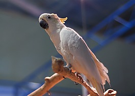 鸚鵡,鳥,動(dòng)物園