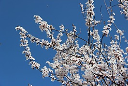春,櫻桃,花