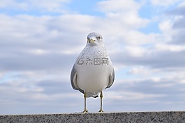 鳥,動物,藍色的天空