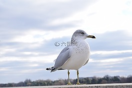 鳥,動物,藍色的天空