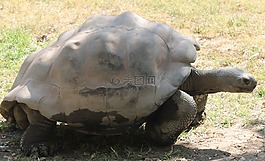 龜,烏龜,動(dòng)物