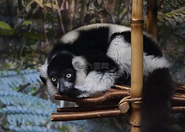 狐猴,動(dòng)物園,動(dòng)物