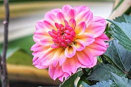 芍藥,花,大自然