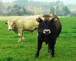 奶牛,黑色,白