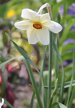 花,廠,性質(zhì)
