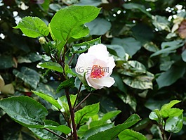 花,自然,盛開