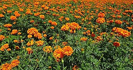 花,萬壽菊,橙色