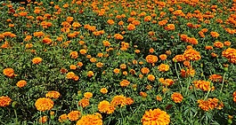 花,萬壽菊,橙色