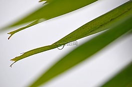 下降,棕櫚,雨