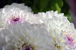 自然,春,潔白的花朵