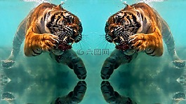 動物,老虎