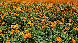 花,万寿菊,橙色