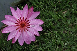 睡蓮,玫瑰,開花