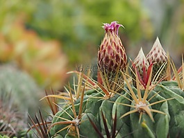 仙人掌,花苞,多肉植物園