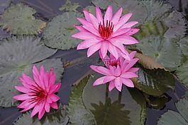 睡蓮,玫瑰,開花