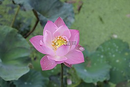 睡蓮,玫瑰,開(kāi)花