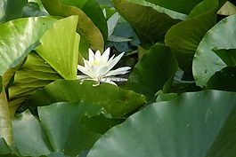 睡莲,白,花