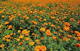 花,萬壽菊,橙色