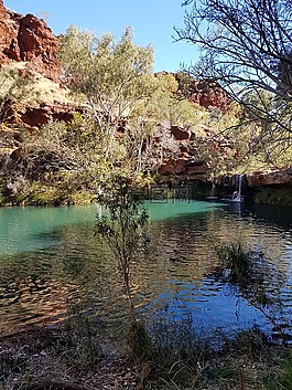 蕨類植物的游泳池,wa,西澳大利亞