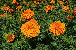 花,萬壽菊,橙色
