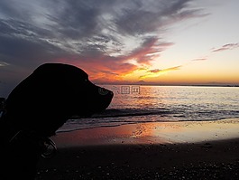 狗,拉布拉多獵犬,日落
