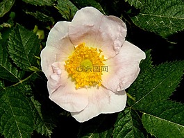 野玫瑰,花卉,粉紅色