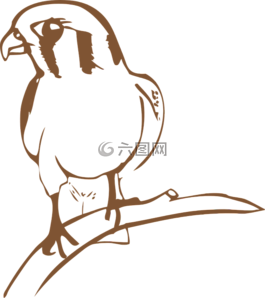 動(dòng)物,鳥,獵鷹