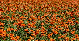 花,萬壽菊,橙色