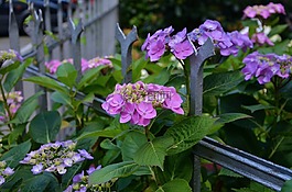 繡球,籬笆,鮮花