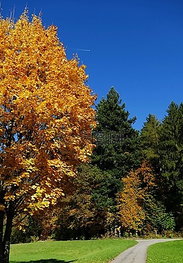 性質(zhì),樹,秋季