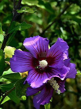 花,紫色,紫色小花