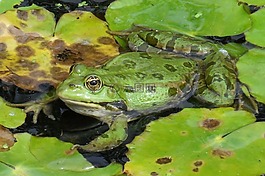 青蛙,amphib,绿色