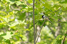 团结 项目,nguvu,蒂萨