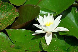 睡莲,白,池塘