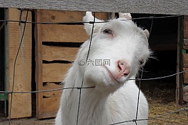 山羊,動(dòng)物,好奇