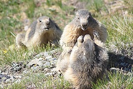 性質,哺乳動物,動物區(qū)系