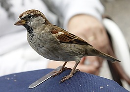 麻雀,鳥(niǎo),動(dòng)物