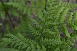 蕨类,zieloń,森林