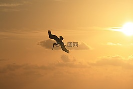 天空,鳥(niǎo),鸛