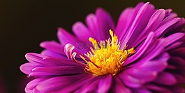 herbstaster,粉紅色,asters