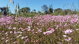野花,雛菊,澳大利亞鮮花